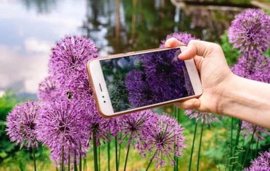 PictureThis: Descubra Plantas com um Clique