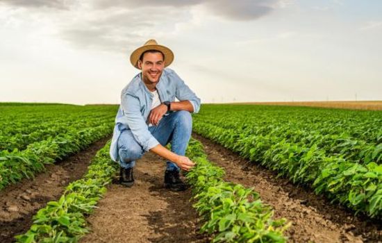 Cultivando Plantas Sem Terra: Guia para Jardineiros Inovadores