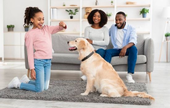 Adestramento de Animal de Estimação com o App Woofz