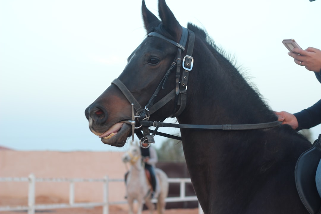 black horse with white and blue scarf — Foto por March 🤍 na Unsplash