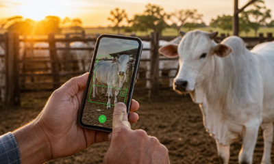 Pesar Gado em Tempo Real Grátis pelo Celular