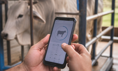 Como pesar bois e vacas com o celular