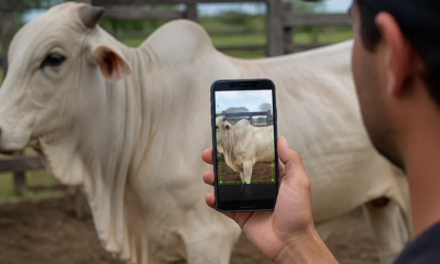 Aplicativos para Estimar o Peso de Bois pelo Celular