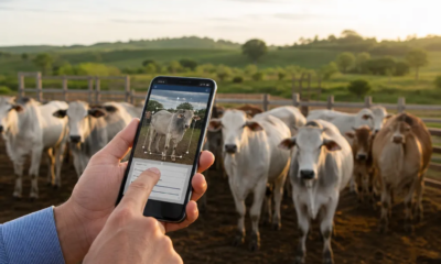 Balança de Gado no Celular: Estime Peso