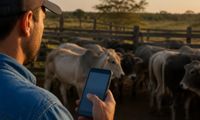 Transforme Seu Celular em uma Balança de Gado