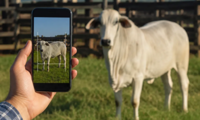 Veja Como Você Pode Estimar o Peso do Gado Pelo Celular