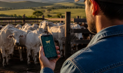 Descubra Como Seu Celular Pode Ajudar na Pesagem do Gado
