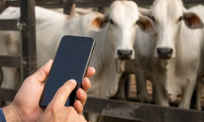 Use seu Celular como Balança de Gado usando esse Aplicativo grátis!