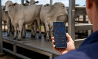 Balança Bovina: Estimativas 100% Precisas no App